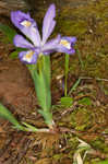 Dwarf crested iris